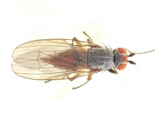 Heteromyza atricornis